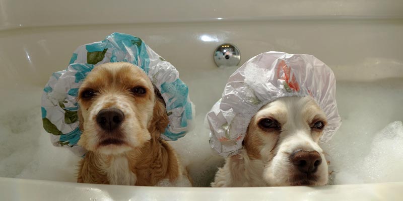 Como usar o butox para dar banho no cachorro