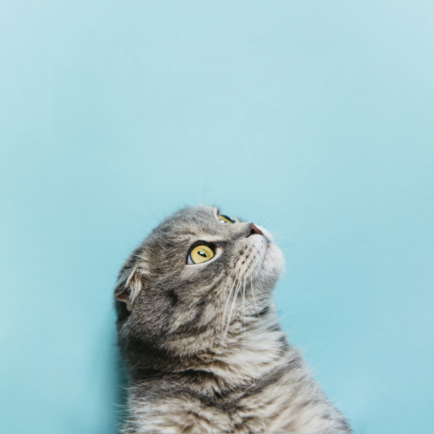 A epilepsia em gatos – entenda como cuidar do seu gato