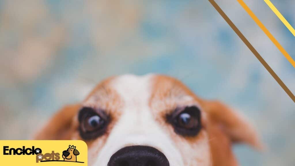 Como treinar seu Beagle para farejar dicas para ensinar seu cao a usar seu olfato agucado 1